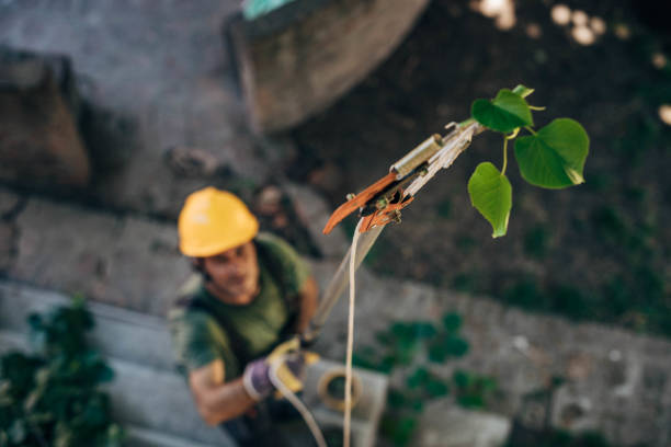 Trusted Hobart, WA Tree Care Services Experts