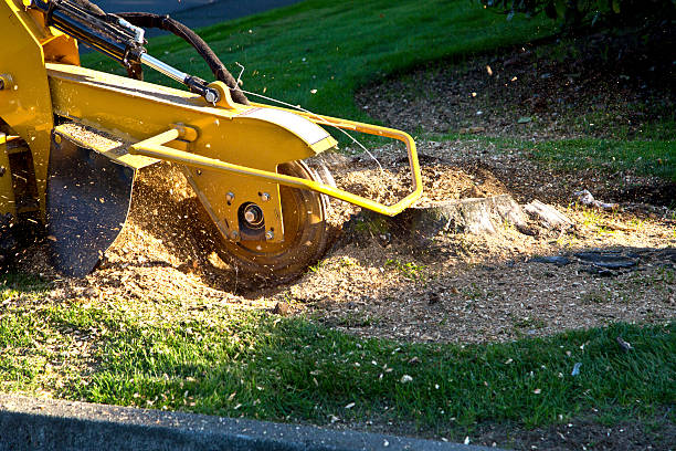 Tree and Shrub Care in Hobart, WA